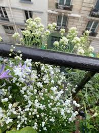 Trio De Pigamon Clematite Et Valeriane Des Jardins Paris Cote Jardin En 2020 Clematite Jardin Paris Jardins