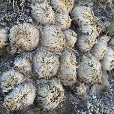 Image result for Selago dinteri