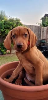 Hi all! We're new to the group. First time owners of a Vizsla Our boy  Barney 🐾💙🐾