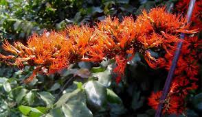 Image result for Combretum paniculatum
