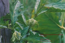 Image result for Solanum macrocarpon