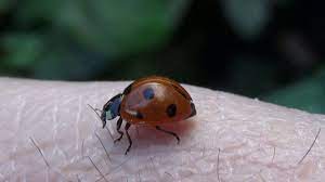 Lady bird — now available to rent & own on digital hd! Christmas Ladybug A Name With A Meaning Youtube