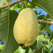 Image result for Psidium guajava