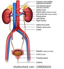 The kidneys alone perform the functions just described and manufacture urine in the process, while the other organs of the urinary system provide temporary storage reservoirs for urine or serve as transportation channels to. Urinary System 3d Medical Vector Illustration Stock Vector Royalty Free 1308206224