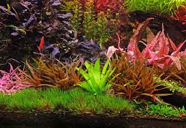 Image result for Eriocaulon truncatum