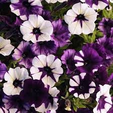 Shock Wave Purple Tie Dye Spreading Petunia Wave Petunias Purple Petunias Petunias
