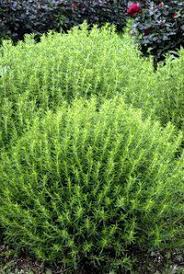 Epingle Sur Jardin