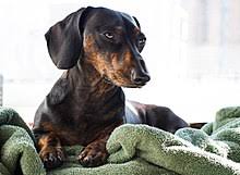 The miniature dachshund emanated from germany where they were known as badger dogs. Dachshund Wikipedia