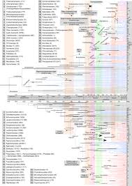 Japan parts di120 огромный выбор и низкие цены. Contemporaneous Radiations Of Fungi And Plants Linked To Symbiosis Nature Communications