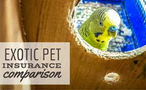 First of all, what exactly is an exotic pet? Exotic Pet Insurance Comparison Cover Your Unique Pet Today Caninejournal Com