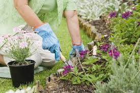 Maybe you would like to learn more about one of these? When Do You Apply Diatomaceous Soil For Gardens Flower Planting Guide Soil Improvement Garden Soil