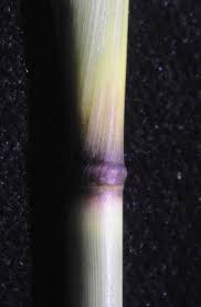 Image result for Aristida stipitata