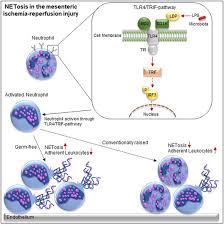 Professor bernard combe, chu lapeyronie, france. Gut Microbiota Restricts Netosis In Acute Mesenteric Ischemia Reperfusion Injury Arteriosclerosis Thrombosis And Vascular Biology