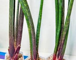 Image result for Sansevieria sinus-simiorum