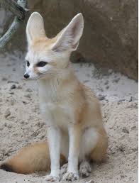 Cool Pet To Have Soo Cute Music Indieartist Chicago Cool Pets To Have Fennec Fox Pet Fennec Fox