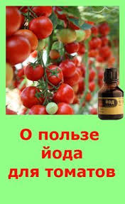 как избавиться от тли на вишне во время плодоношения Chetyre Podkormki Tomatov S Jodom Kornevye Podkormki I Vnekornevye Obrabotki Tomatnyh Kustov Na Vseh Eta V 2020 G Sad S Gortenziyami Posadka Ovoshej Vyrashivanie Pomidorov