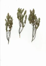 Image result for Clutia