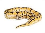 Pastel Spider - Morph List - World of Ball Pythons