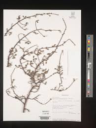 Image result for Pouzolzia mixta