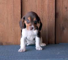 Favorite this post jul 18. Beagle Puppies For Sale Raleigh Nc 268115 Petzlover