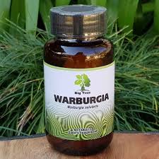 Image result for Warburgia