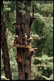 Our team is here to help make your holiday shopping fun, inspiring, and special. 150 Feet Up And Still 7 Feet In Diameter Tree Tree Work Giant Tree