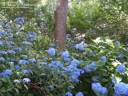 Check spelling or type a new query. Plantfiles Pictures Bigleaf Hydrangea Lacecap Claudie Hydrangea Macrophylla By Ircl