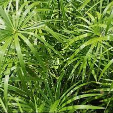Image result for Cyperus haspan