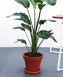 Bird Of Paradise Houseplant Buy Large Potted Bird Of Paradise Indoor Plant Bloomscape Buy Plants Buy Plants Online Plants