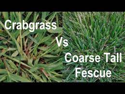 Crabgrass dallisgrass bahiagrass carpetgrass identification and control. How To Identify Crabgrass In A Lawn Crabgrass Vs Coarse Tall Fescue Problem Grasses Youtube