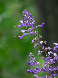 Image result for Plectranthus fruticosus