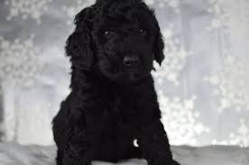 Goldendoodles f1b goldendoodle black goldendoodle standard doodle reduced. Mini Goldendoodle Puppy For Sale Goldendoodle Breeders Goldendoodle Puppy For Sale Goldendoodle