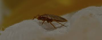 We use the latest science and technology to test new. Welcome To Al Baraka Pest Control
