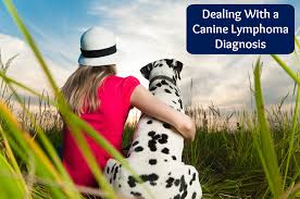 If your pup has lymphoma, there are things you can do to calmly guide them through the end of their life and minimize their discomfort and distress. When Your Dog Has Lymphoma Some Pets