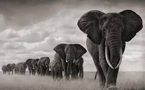 Beautiful Black And White Elephant Pictures Stunning Black And White Photography Of Elephant Herd In Africa African Wildlife Photography Wildlife Photography Animals Beautiful