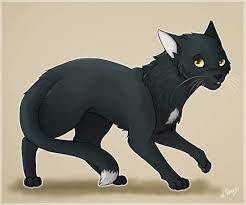 Ravenpaw Warrior Cats Art Warrior Cat Drawings Warrior Cats