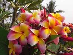 Tips for successful plumeria start. 580 Plumeria Varieties And Their Care And Propagation Ideas Plumeria Frangipani Floral Garland