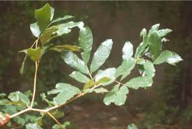 Image result for Anthonotha