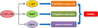 Hors isoe, hors hs, hors tout. Frontiers The Regulation Of Bacterial Biofilm Formation By Camp Crp A Mini Review Microbiology