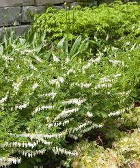 Image result for Dicentra spectabilis alba