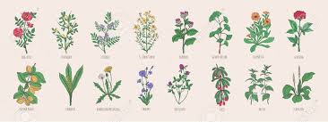 Et lorsqu'elle n'est pas derrière son pc. Collection D Herbes De Prairie Sauvage Fleurs Epanouies Et Plantes Tropicales Avec Des Baies Comestibles Sur Fond Blanc Clip Art Libres De Droits Vecteurs Et Illustration Image 88089286