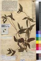 Image result for Aspilia ciliata