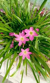 Image result for Zephyranthes minuta