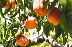 Budding and grafting of fruit trees, with photos and drawings, describing and explaining a variety of methods and information about unions, scions and budding and grafting, especially of fruit trees, has been employed since the earliest times. Types Of Fruit Tree Graft Oleomac