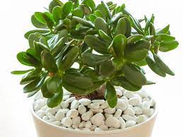 Check spelling or type a new query. Jade Plant Care Instructions How To Care For A Jade Plant