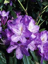Notably one of the most hardy purple rhododendrons available. Rhododendron Cat Lees Dark Purple Lees Dark Purple Rhododendron From Prides Corner Farms