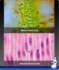 May 15, 2021 · animal cells come in all kinds of shapes and sizes, with their size ranging from a few millimeters to micrometers. Refresher Animal Vs Plant Cells Cset Science Subtest Ii