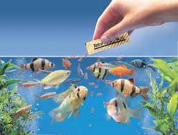 Berikut adalah beberapa ikan hias kecil yang mungkin dapat kalian pelihara dirumah. Tips Memelihara Ikan Hias Di Rumah Si Kecil Harus Tahu Orami