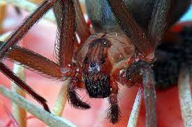 Brown Recluse Female Poisonous Spiders Dangerous Spiders Spider