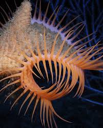 Image result for Actinoschoenus